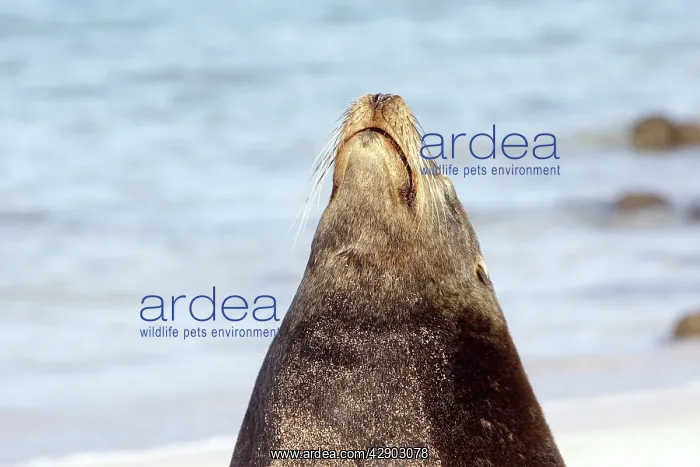 : Galapagos Sealion : Galapagos Sealion