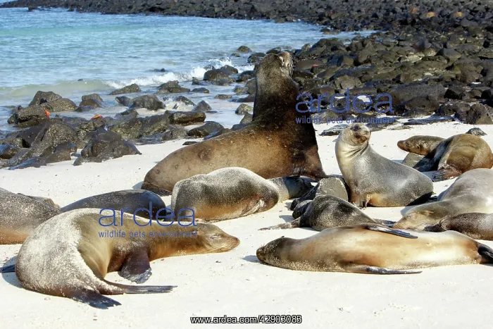  : Galapagos Sealion