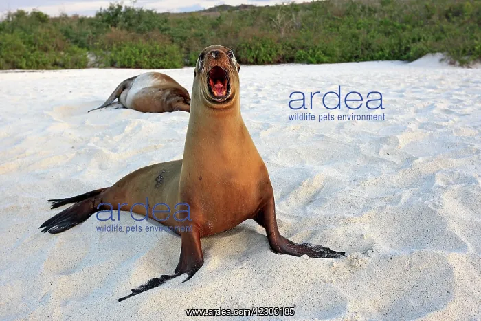 : Galapagos Sealion : Galapagos Sealion