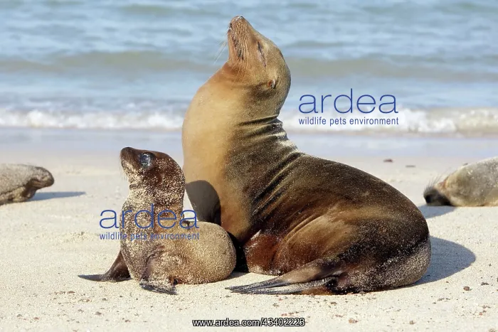 : Galapagos Sealion : Galapagos Sealion