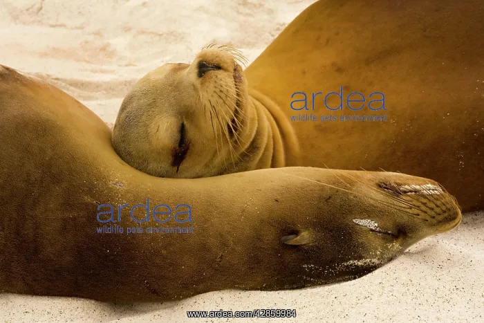 : Galapagos Sealion - on the beach : Galapagos Sealion - on the beach