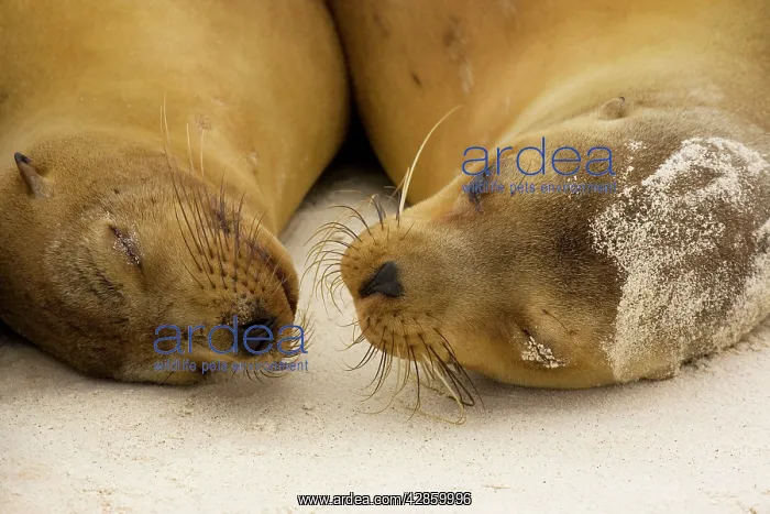 : Galapagos Sealion - on the beach : Galapagos Sealion - on the beach
