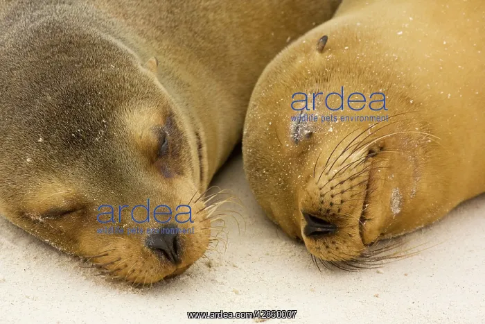: Galapagos Sealion - on the beach : Galapagos Sealion - on the beach