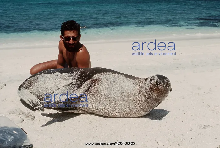 : Galapagos SEALION on beach with tourist guide Filipe : Galapagos SEALION on beach with tourist guide Filipe