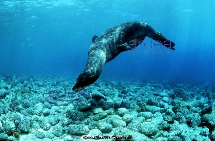 : GALAPAGOS SEALION - dives underwater showing seabed : GALAPAGOS SEALION - dives underwater showing seabed