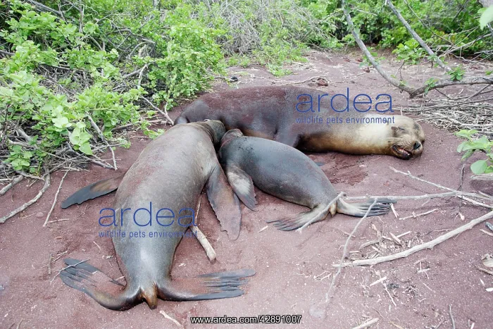  : Galapagos Sealion - Female with 2 young (one year