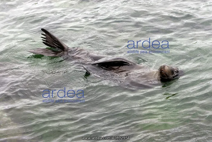 : Galapagos Sealion - floating in sea : Galapagos Sealion - floating in sea