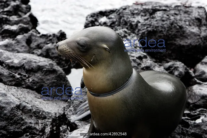 : Galapagos Sealion with lace / plastic ring caught : Galapagos Sealion with lace / plastic ring caught