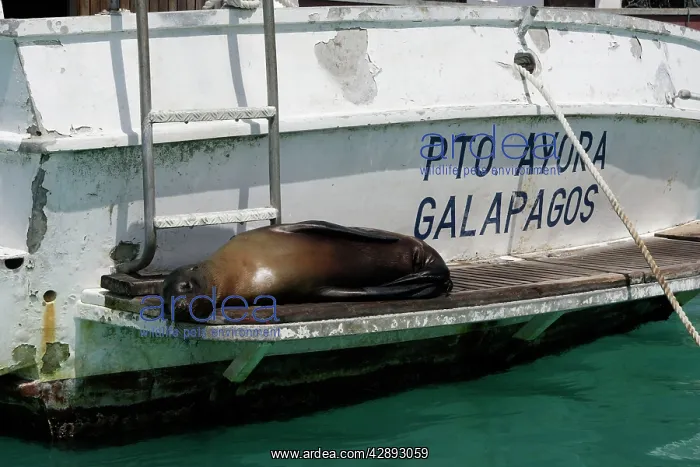 : Galapagos Sealion - lying on edge of boat : Galapagos Sealion - lying on edge of boat