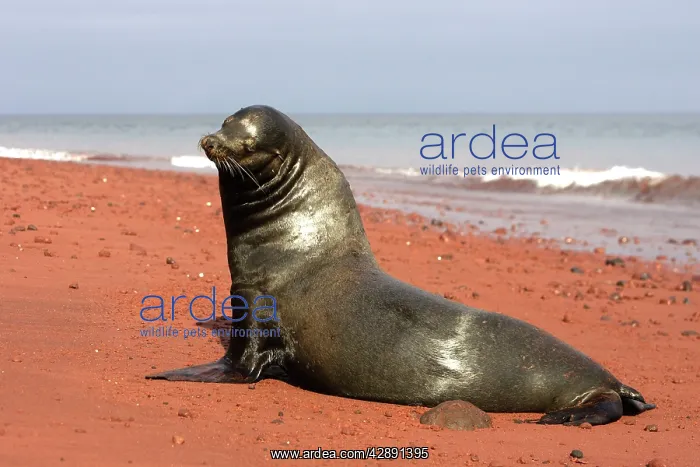 : Galapagos Sealion - On the shore : Galapagos Sealion - On the shore