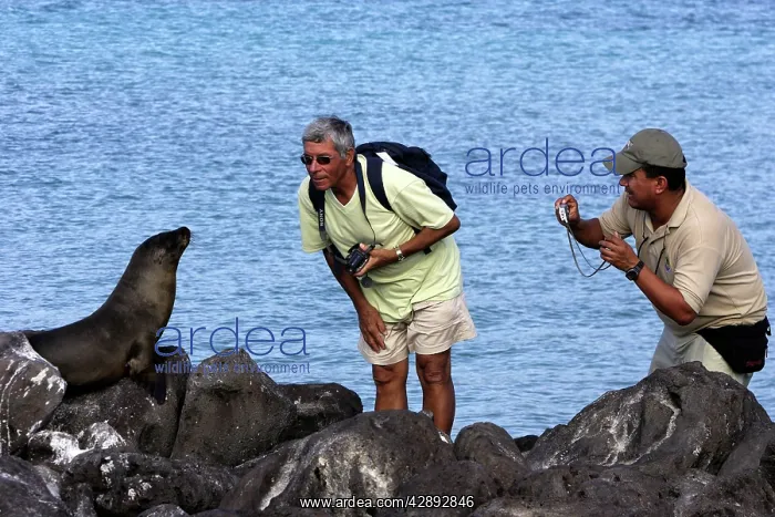 : Galapagos Sealion and tourists : Galapagos Sealion and tourists