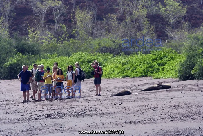 : Galapagos Sealion with tourists on beach : Galapagos Sealion with tourists on beach