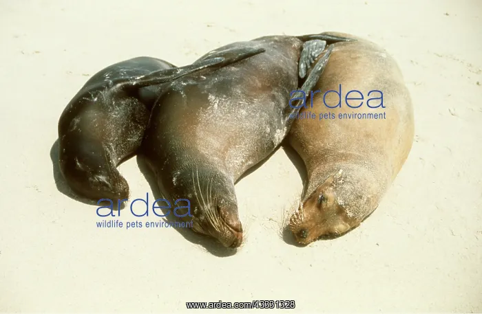: GALAPAGOS SEALION - x three basking on beach : GALAPAGOS SEALION - x three basking on beach