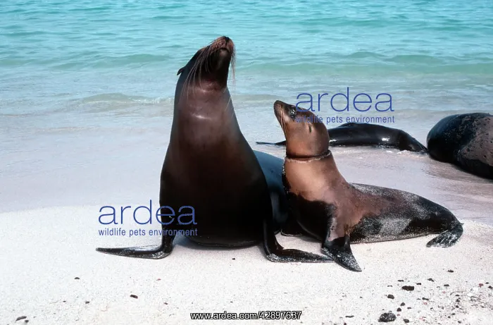 : Galapagos SEALION - young sealion doomed to a slow : Galapagos SEALION - young sealion doomed to a slow