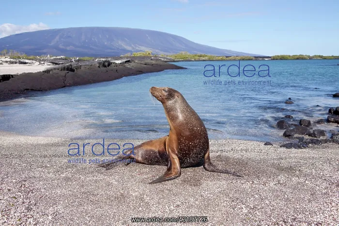 : Galapagos sealion Zalophus californianus wollebacki Punta Es : Galapagos sealion Zalophus californianus wollebacki Punta Es