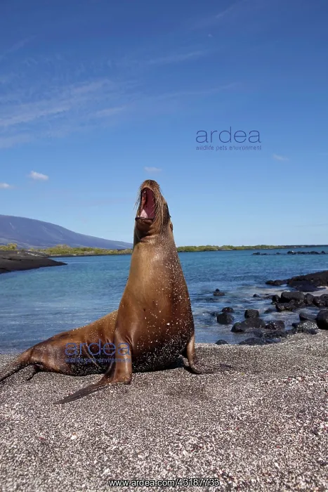  : Galapagos sealion Zalophus californianus wollebacki Punta Es