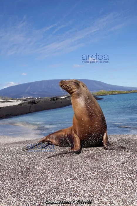 : Galapagos sealion Zalophus californianus wollebacki Punta Es : Galapagos sealion Zalophus californianus wollebacki Punta Es