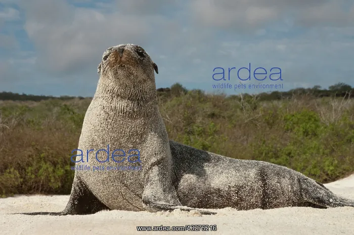 : Galapagos Sealion (Zalophus wollebaeki) : Galapagos Sealion (Zalophus wollebaeki)