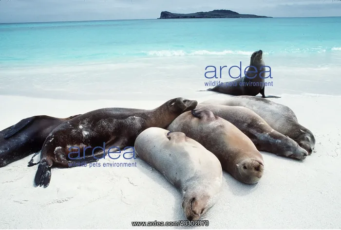 : GALAPAGOS SEALIONS : GALAPAGOS SEALIONS