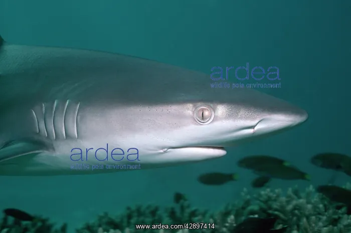 : Galapagos SHARK : Galapagos SHARK