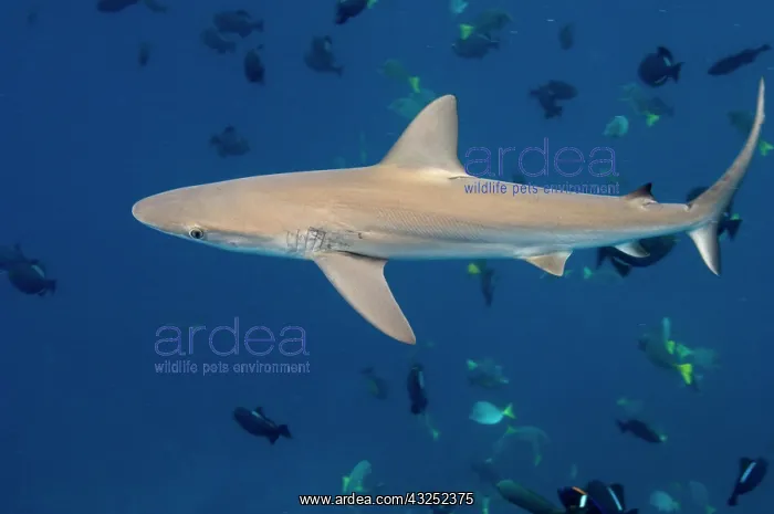 : Galapagos Shark (Carcharhinus galapagensis) : Galapagos Shark (Carcharhinus galapagensis)