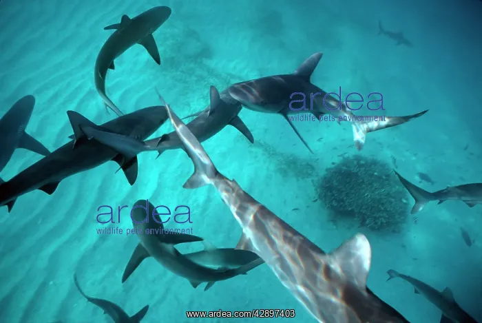 : Galapagos Shark - Sharks congregate in lagoon expecting : Galapagos Shark - Sharks congregate in lagoon expecting