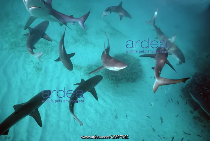 : Galapagos SHARKS - many congregate in the lagoon : Galapagos SHARKS - many congregate in the lagoon