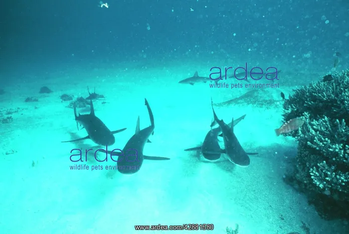 : GALAPAGOS SHARKS - Group swimming : GALAPAGOS SHARKS - Group swimming