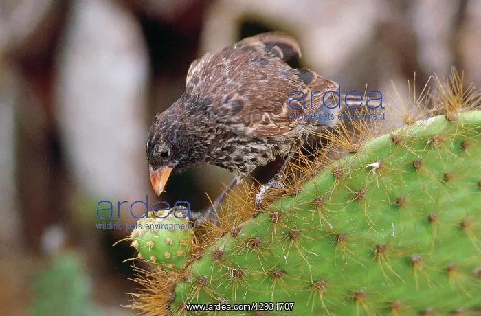: Galapagos Sharp-beaked Ground Finch - on cactus : Galapagos Sharp-beaked Ground Finch - on cactus