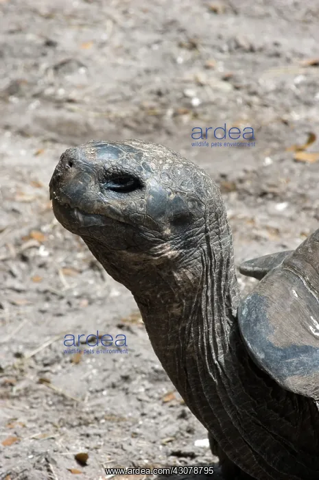  : Galapagos Tortoise