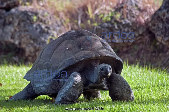: Galapagos Tortoise : Galapagos Tortoise