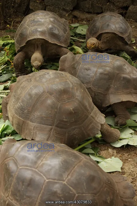 : Galapagos Tortoises