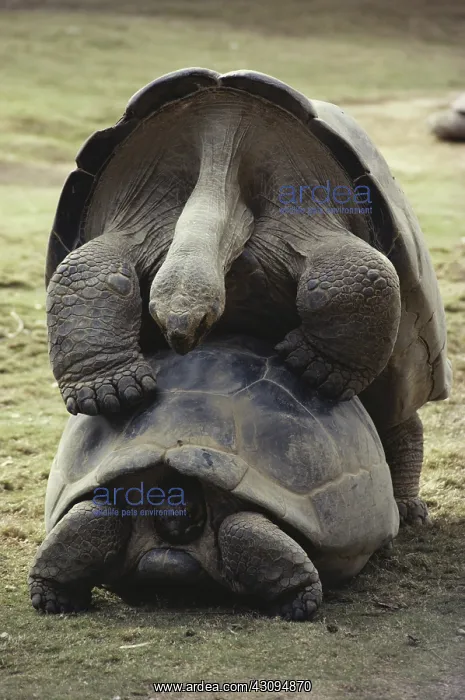 : Galapagos Tortoises Mating : Galapagos Tortoises Mating
