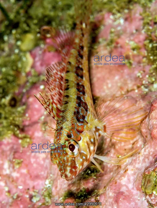 : Galapagos Triplefin Blenny : Galapagos Triplefin Blenny
