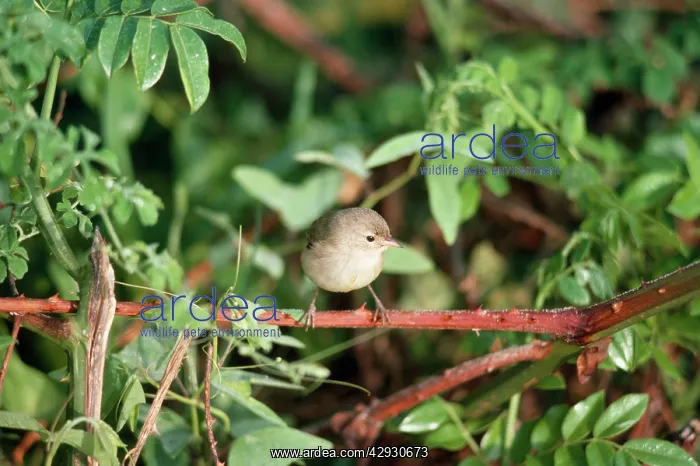 : Galapagos / Warbler FINCH : Galapagos / Warbler FINCH
