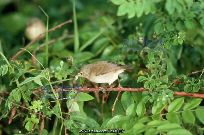 : Galapagos / Warbler FINCH - with caterpillar in beak : Galapagos / Warbler FINCH - with caterpillar in beak