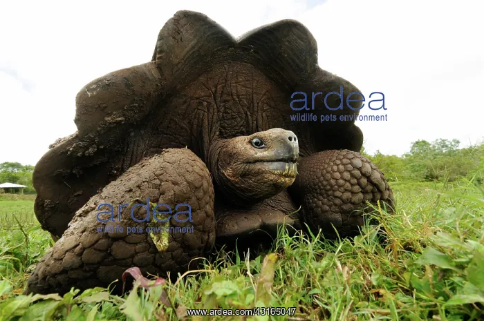 : Galcpagos Giant Tortoise : Galcpagos Giant Tortoise