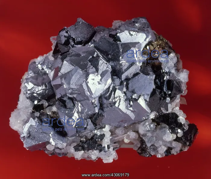 : Galena Crystals : Galena Crystals