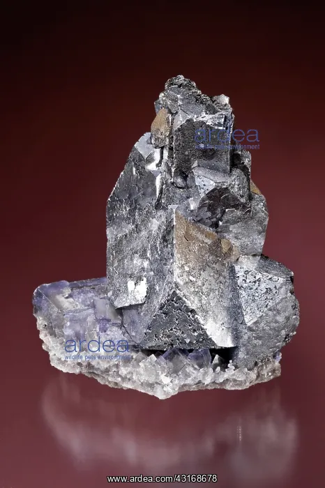 : Galena on Fluorite : Galena on Fluorite
