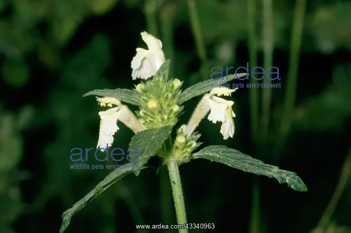 : Galeopsis segetum : Galeopsis segetum