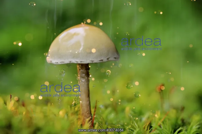 : Galerina (Galerina marginata) in the rain : Galerina (Galerina marginata) in the rain