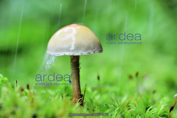  : Galerina (Galerina marginata) in the rain