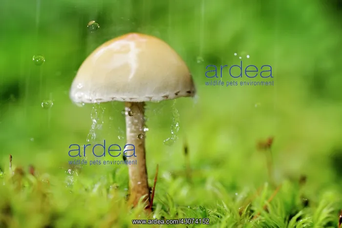 : Galerina (Galerina marginata) in the rain : Galerina (Galerina marginata) in the rain