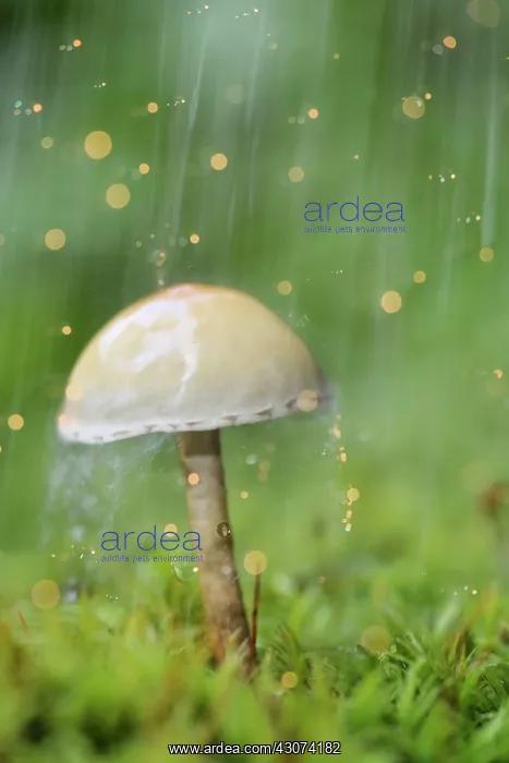 : Galerina (Galerina marginata) in the rain : Galerina (Galerina marginata) in the rain