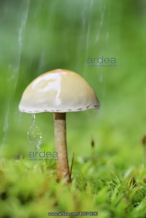: Galerina (Galerina marginata) in the rain : Galerina (Galerina marginata) in the rain