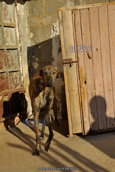 : Galgo cautiously out of his kennel at the call of his master : Galgo cautiously out of his kennel at the call of his master