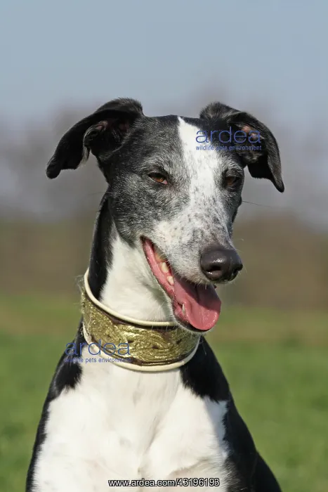 : Galgo Espanol, portrait Galgo Espanol, Portr&, x4d2c; : Galgo Espanol, portrait Galgo Espanol, Portr&, x4d2c;