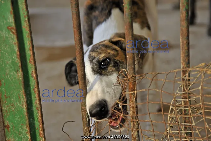 : Galgo female biting the bars of his enclosure : Galgo female biting the bars of his enclosure