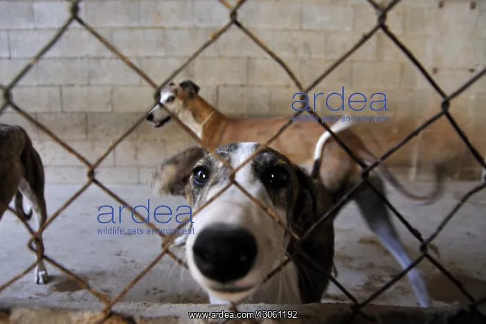 : Galgo female behind a fence in Spain : Galgo female behind a fence in Spain
