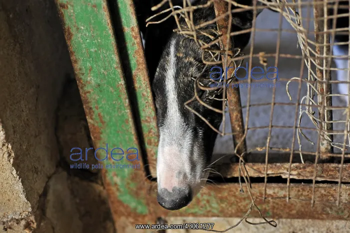 : Galgo from female head under the fence of his enclosure : Galgo from female head under the fence of his enclosure